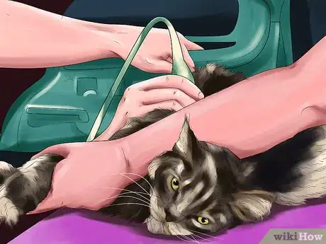 Image titled Detect and Treat Heart Murmurs in Cats Step 3
