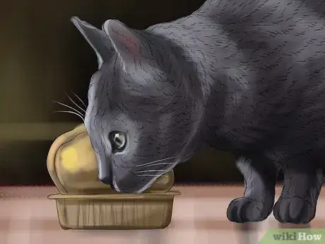 Image titled Care for a Korat Step 7