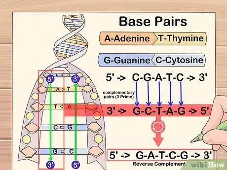 Image titled 7115146 2