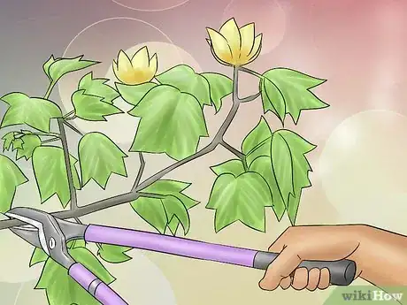 Image titled Plant a Tulip Poplar Tree Step 12