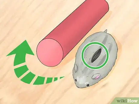 Image titled Train Your Hamster Step 7