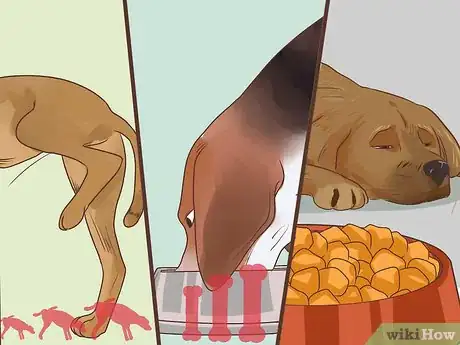 Image titled Diagnose Metabolic Disease in Older Dogs Step 2