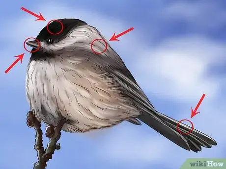 Image titled Recognize the Chickadee Step 1
