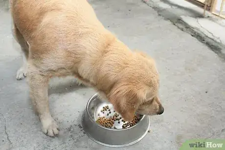 Image titled Alleviate Dry Skin in Dogs Step 4