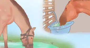 Condition Your Horse for Endurance Riding