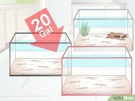 Image titled Breed Blue Gouramis Step 3