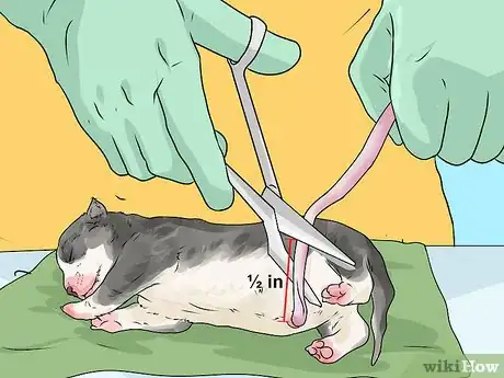 Image titled Whelp and Raise a Single Puppy Step 10