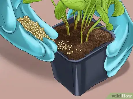 Image titled Grow Ginger in Your Garden Step 9