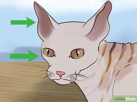 Image titled Identify a Cornish Rex Step 6