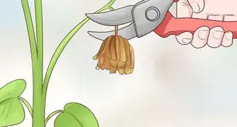 Plant Landscape Plants