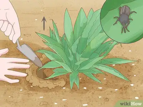 Image titled Grow Agave Plants Step 15