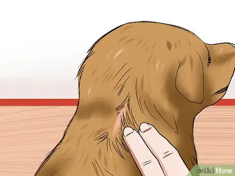 Image titled Diagnose Hypothyroidism in Golden Retrievers Step 4