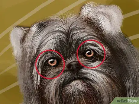 Image titled Identify an Affenpinscher Step 4