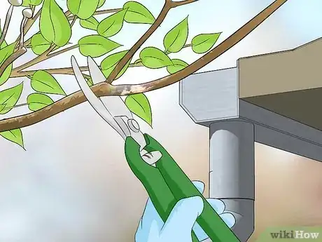 Image titled Get Rid of Raccoons in Your Attic Step 10