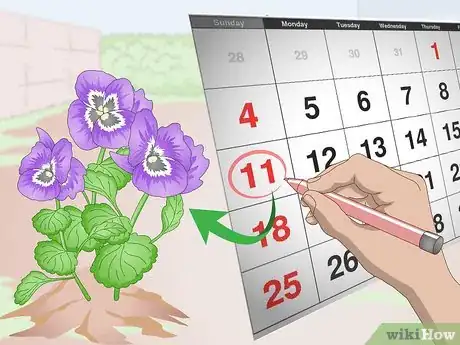 Image titled Grow Pansies Step 1
