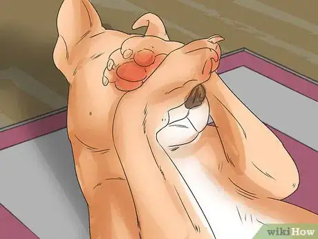Image titled Diagnose Entropion in Boxers Step 3