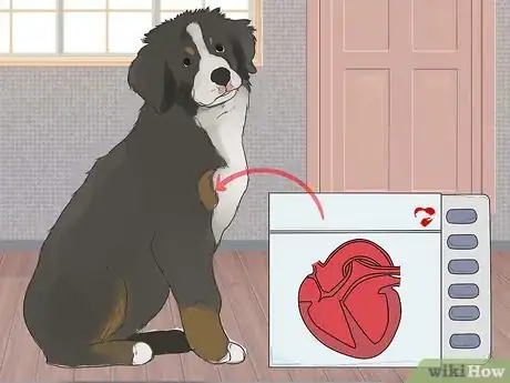 Image titled Care for Bernese Mountain Dogs Step 16