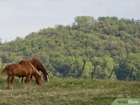 Image titled Be a Horse Lover Step 5