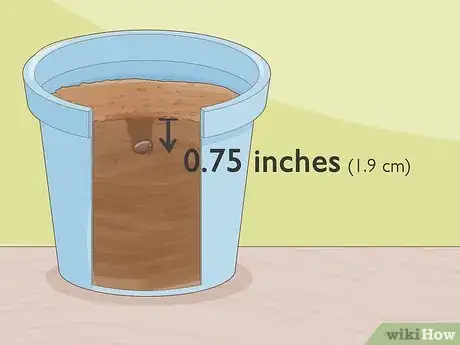 Image titled Grow Loofah Sponges Step 3