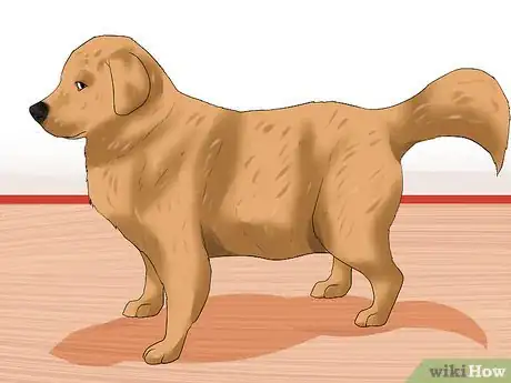 Image titled Diagnose Hypothyroidism in Golden Retrievers Step 3