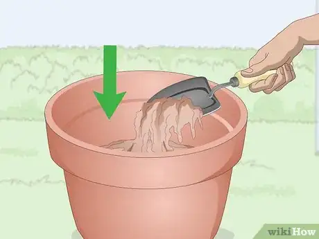 Image titled Plant Lavender in Pots Step 4