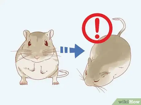 Image titled Diagnose Heart Failure in Gerbils Step 4