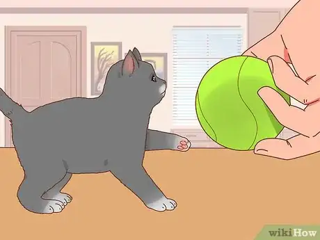 Image titled Choose the Right Kitten for Your Home Step 3