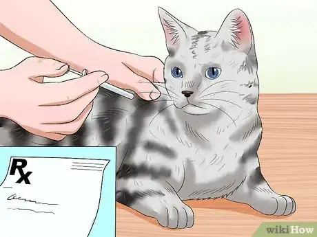 Image titled Prevent Heartworm Disease in Cats Step 1