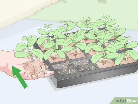 Image titled Plant Guanabana Seeds Step 13