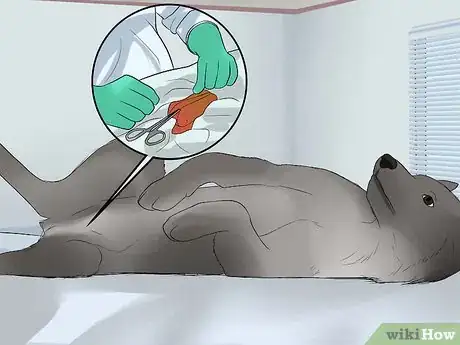 Image titled Care for Collies Step 8