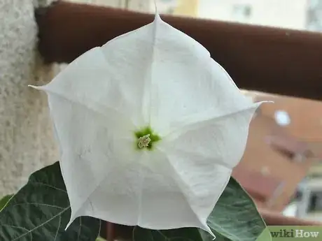 Image titled Grow Moon Flower Step 8