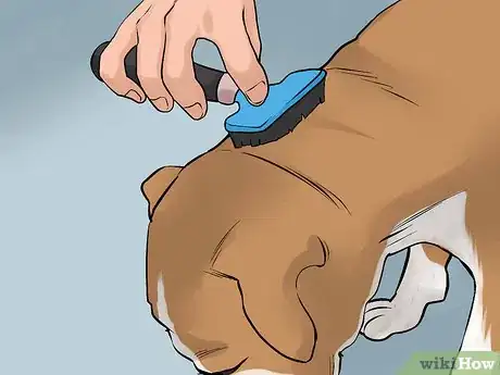Image titled Care for an American Pit Bull Terrier Step 13