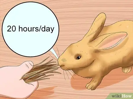 Image titled Diagnose Digestive Problems in Rabbits Step 8