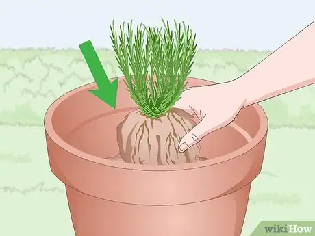 Image titled Plant Lavender in Pots Step 6