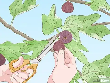 Image titled Harvest Figs Step 7