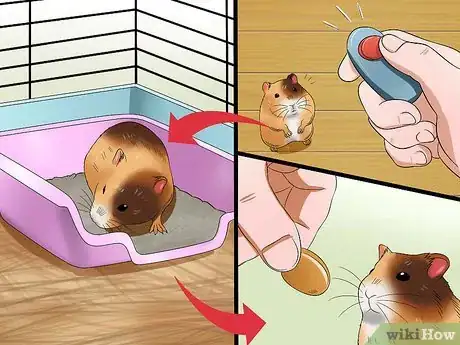 Image titled Toilet Train a Hamster Step 8
