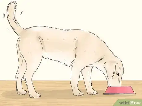 Image titled Stop a Dog from Eating Too Fast Step 10