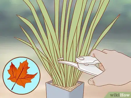 Image titled Prune Kangaroo Paws Step 1