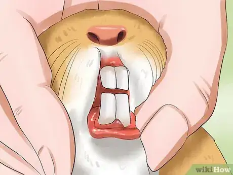 Image titled Prevent Malocclusion in Guinea Pigs Step 9