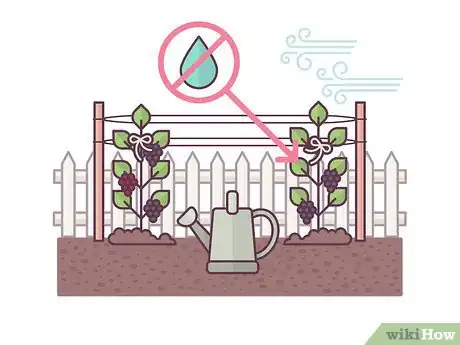 Image titled Grow Boysenberries Step 17