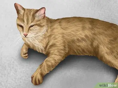 Image titled Identify Early Signs of Chronic Kidney Disease in Cats Step 4