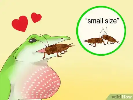 Image titled Feed a Lizard Step 4