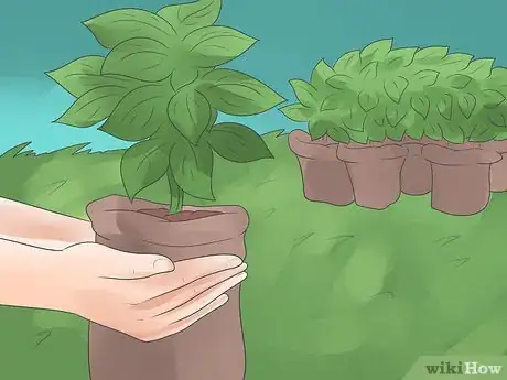 Image titled Control Whiteflies Step 15