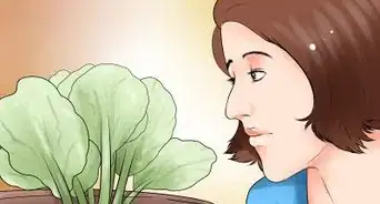 Choose the Best Time for Watering a Garden