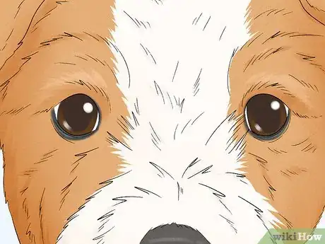 Image titled Identify a Parson Russell Terrier Step 2