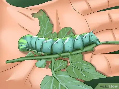Image titled Keep Caterpillars Out of the Garden Step 3