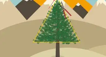 Prune White Pine Trees