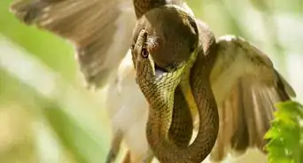 Be a Wildlife Photographer