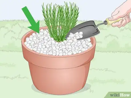 Image titled Plant Lavender in Pots Step 9