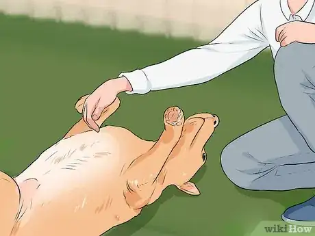 Image titled Make a Pet Love You Step 10